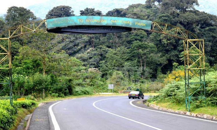     One week 7 Days Rwanda safari and gorilla trekking safari itinerary 